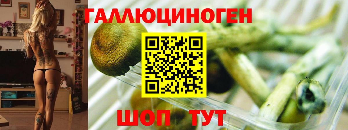 Галлюциногенные грибы GOLDEN TEACHER  Галлюциногенные грибы Psilocybine cubensis  Вход с VPN  Чебоксары 